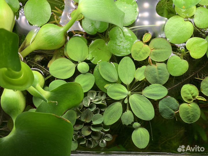 Аквариумные растения