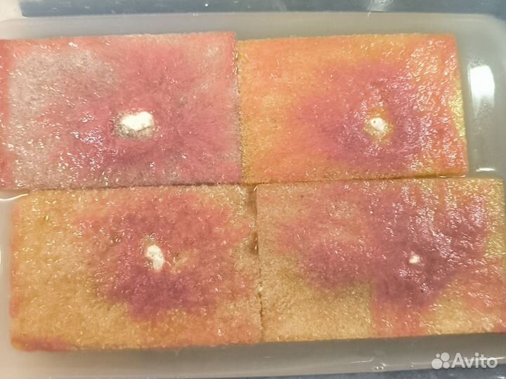 Аулофорус живой корм для аквариумных рыб