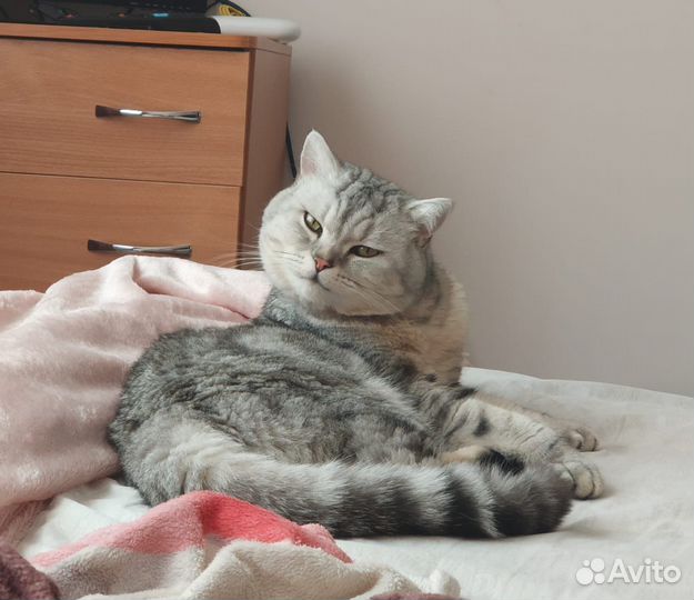 Шотландский кот вязка