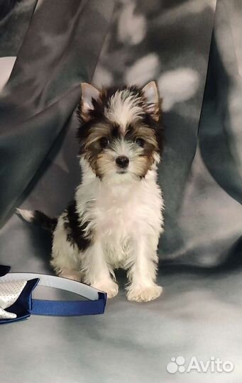 Бивер девочка