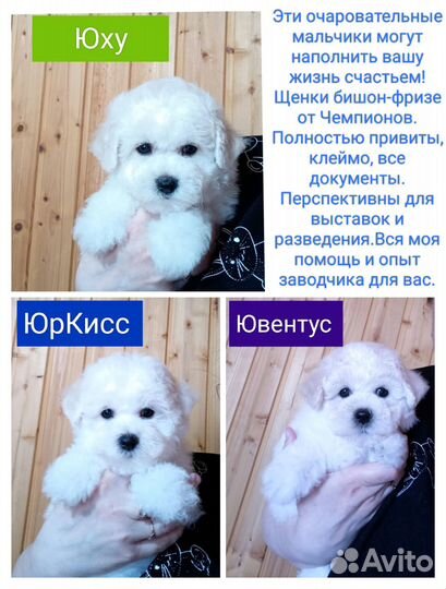 Бишон-фризе щенки мальчики,снежные комочки счастья