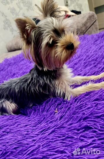 Йоркширский терьер мини беби фейс