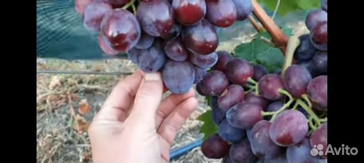 Саженцы и черенки винограда