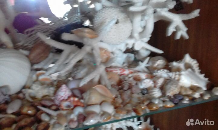 Раковины, ракушки, кораллы