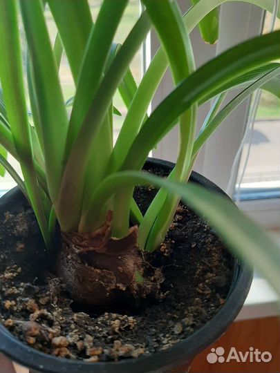 Гиппеаструм амариллис