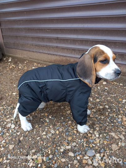 Комбинезон для собаки