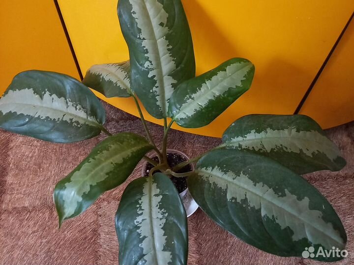 Домашние цветы