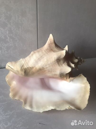 Раковина большая морская