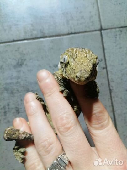 Гигантский Бананоед