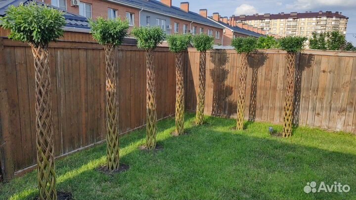 Русская пальма, плетёное дерево