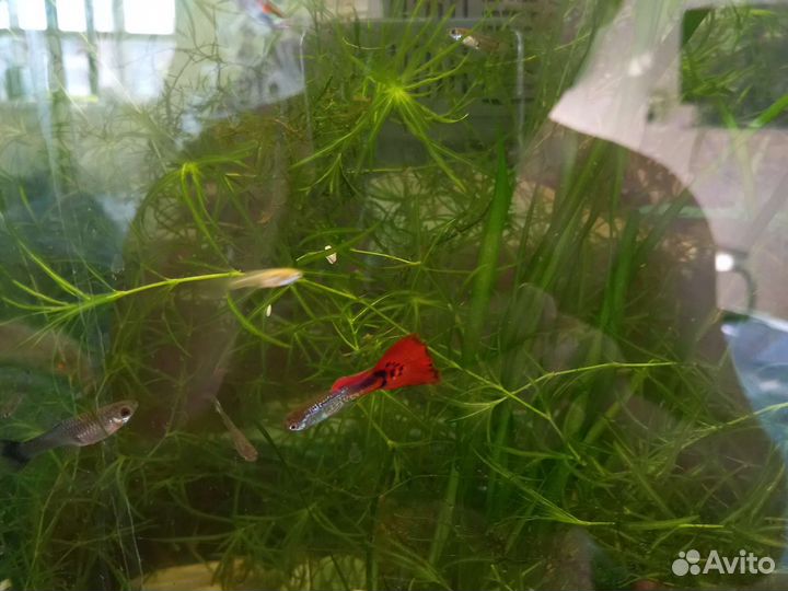 Аквариум с рыбками