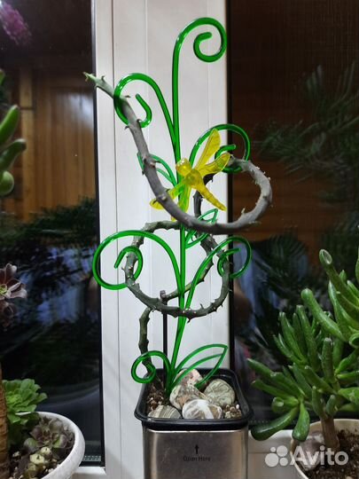 Церопегия боссера, экзотический суккулент