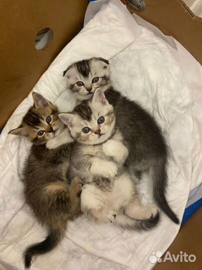 Шотладские котята