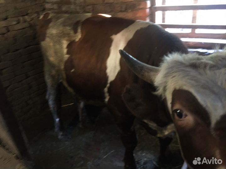 Быки на мясо живым весом