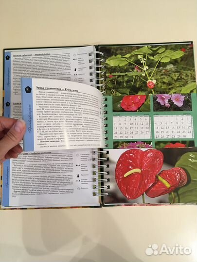 Миллион цветов для красоты нашего дома Т.П.Князева