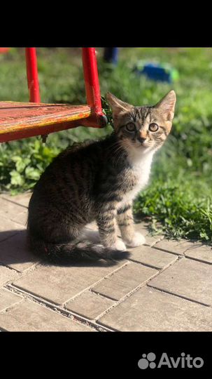 Передержка животных