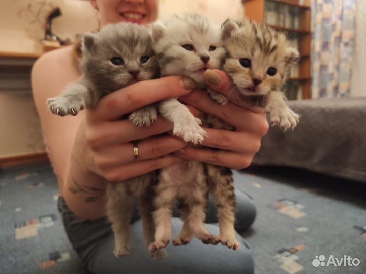 Шотландская