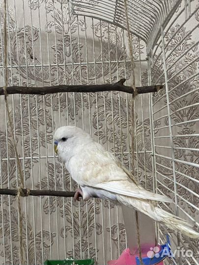 Волнистый попугай