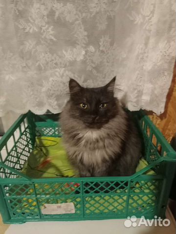 Кошка в дар