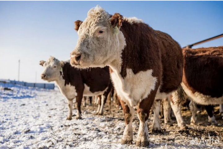 Тельята чистых пород