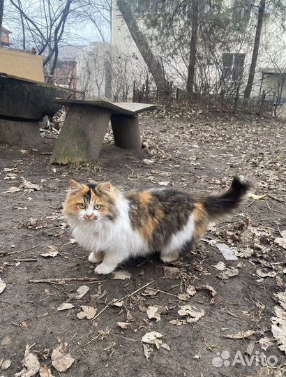 Трехцветная кошечка ищет дом