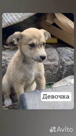 Отдам щенков