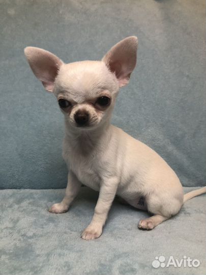 Щенки чихуахуа