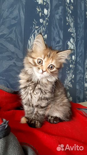 Котята