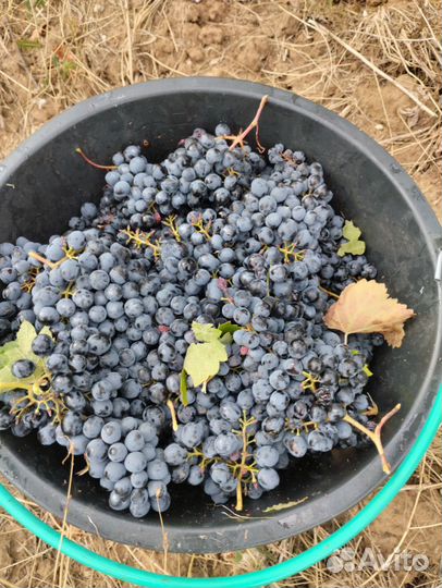 Виноград технических сортов