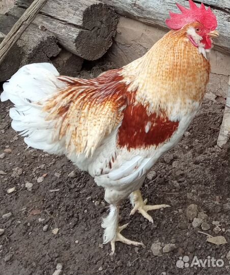 Молодые петушки