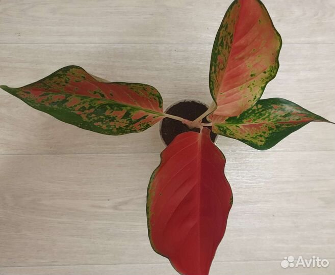 Аглаонема Ред