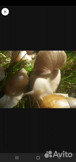 Ахатины альбиносы