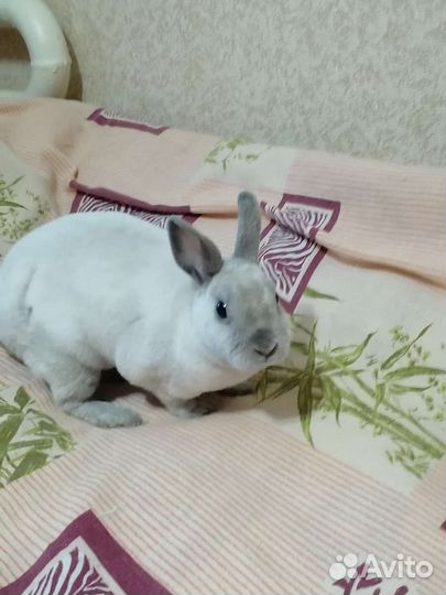 Домашние животные