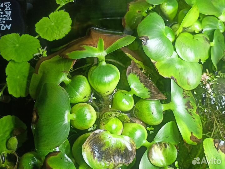 Аквариумное растение эйхорния