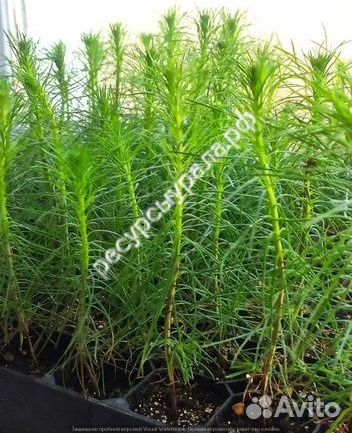 Зкс сосна сеянцы ель обыкновенная