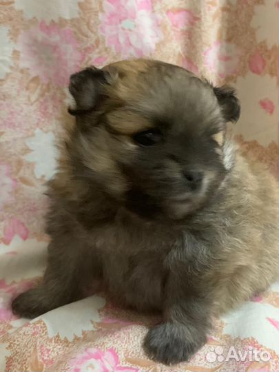 Малый немецкий шпиц щенки