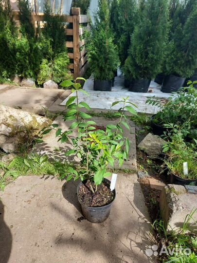 Бересклет крылатый Chicago Fire 20-30см