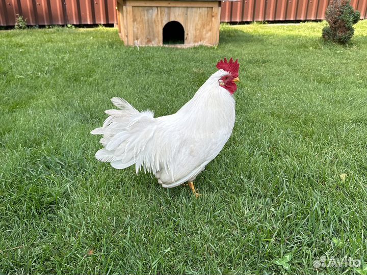 Продам домашнюю птицу