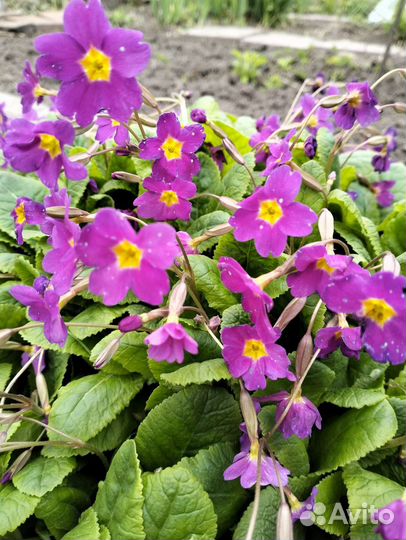 Многолетники нарциссы,примула