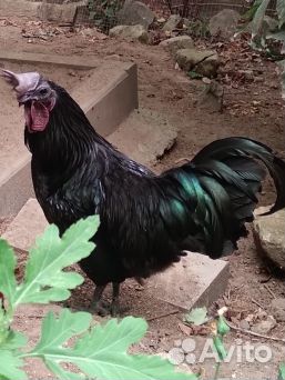 Яйца на инкубацию