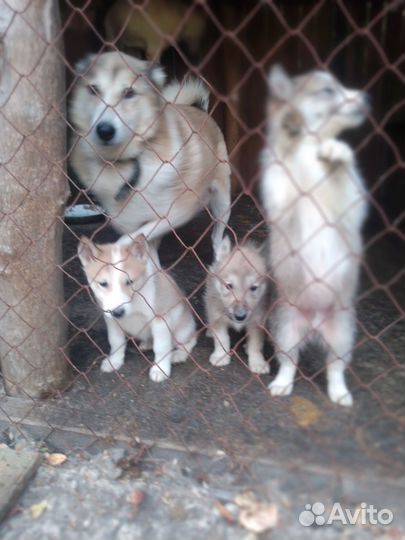 Продам щенков лайки