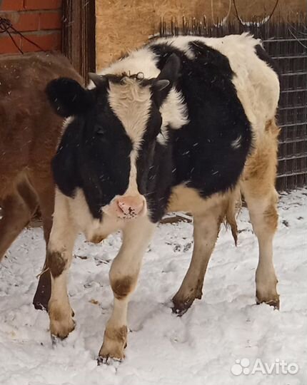 Продаются тёлки