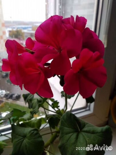 Пеларгония сортовая