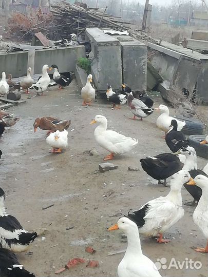 Гуси, утки на мясо