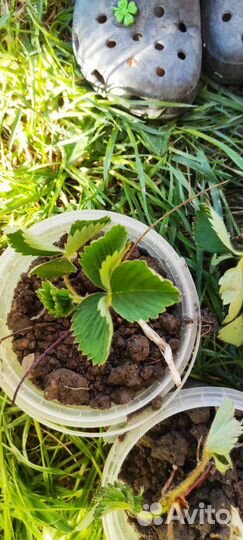 Сортовая клубника