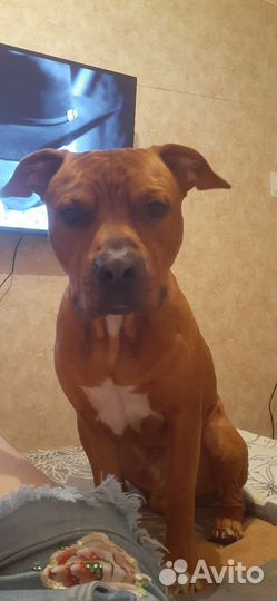 Питбультерьер