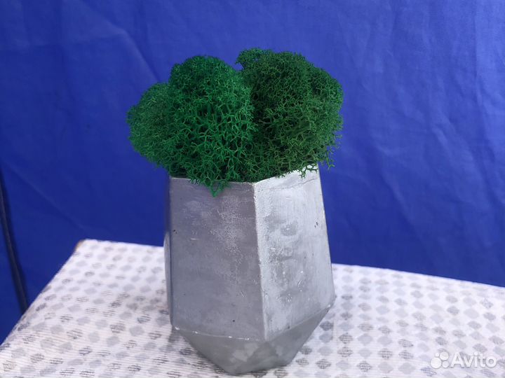 Стабилизированный мох для прдедок