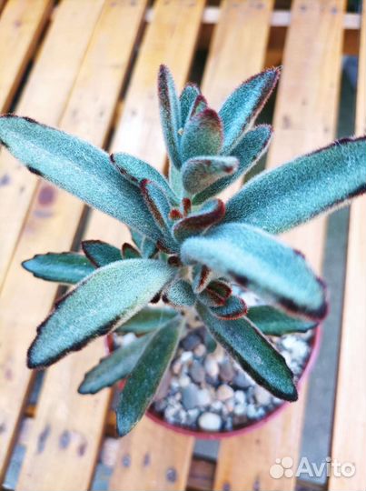 Кактусы и суккуленты