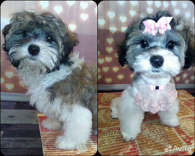 Стрижка собак