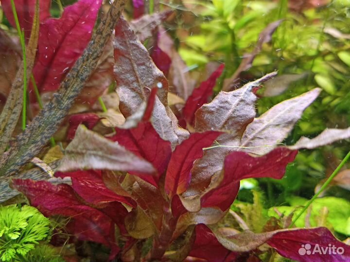 Аквариумные растения, рыбки